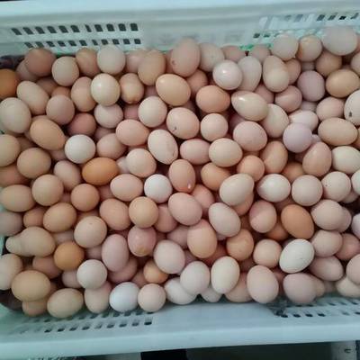 广西柳邕:大蒜涨价近一倍 普通鸡蛋涨价明显