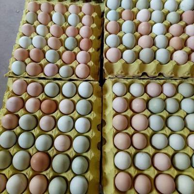 [普通鸡蛋批发]普通鸡蛋 乡澄鲜蛋批发价格5.2元/斤 99999斤起批